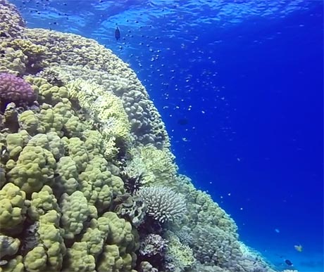 The beautiful hard corals of Soma Bay North