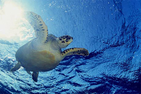 Turtle in Red Sea