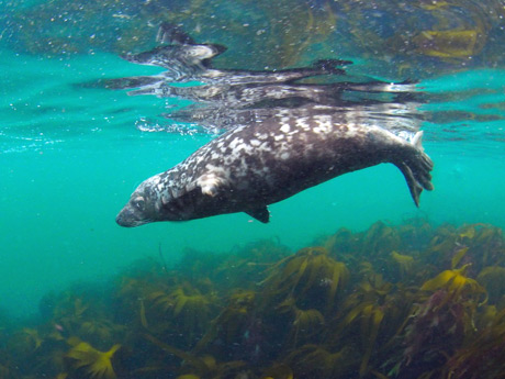 Grey seal, Isle of Man