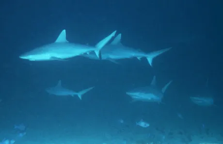 Diving Maldives Islands: sharks