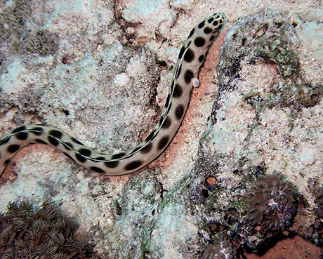 Spotted Snake Eel in the Red Sea