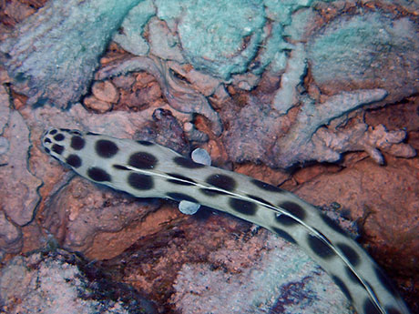 Spotted Snake Eel hunting