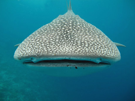 Face to face with a whale shark