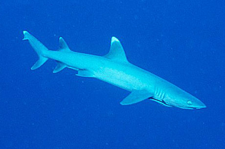 White tip shark, Australia
