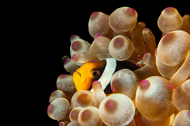 Clarke's anenomefish in Bubble Coral