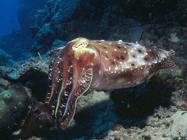 Cuttlefish at Agincourt reef, Australia