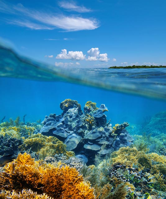 Coral reef in Belize