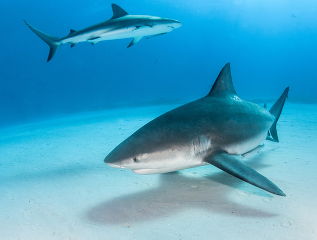 Bull sharks in the Bahamas