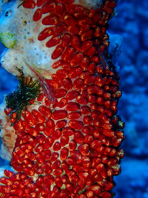 Cherry Synascidia on a small coral spike