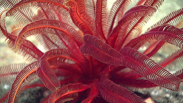 Red Feather star