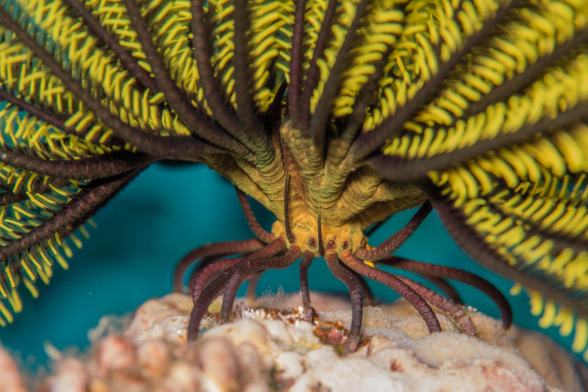 Feather star close up