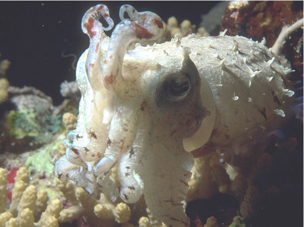 cuttlefish is raising its tentacles in an aggressive posture