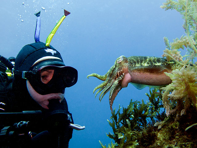Diver and cuttlefish in Malta