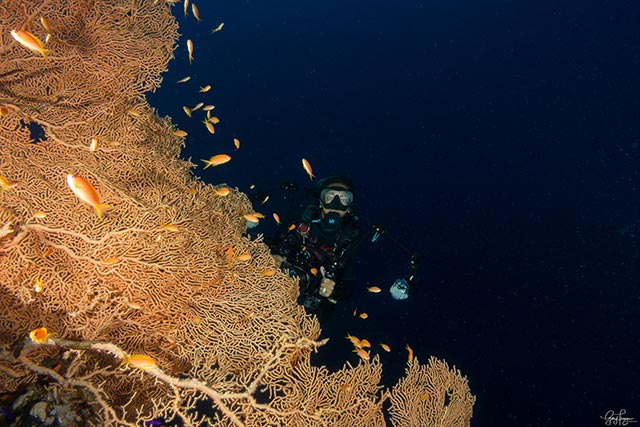Diver behind giant sea fan