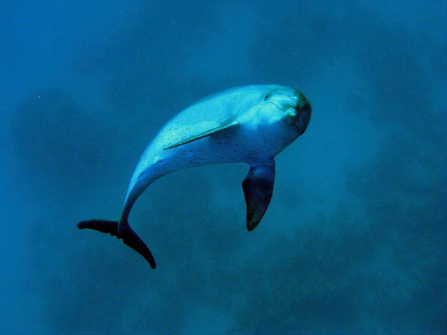 Dolphin by Tim Nicholson of SCUBA Travel