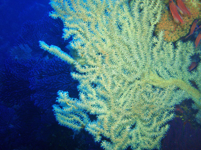 False Black Coral, Ustica