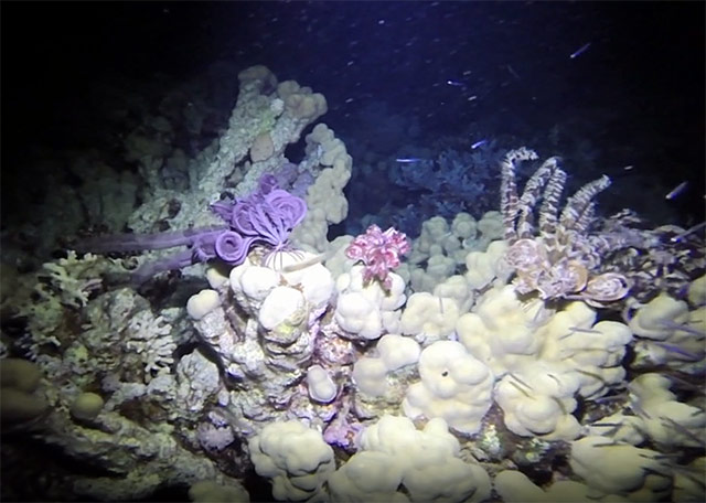 Three Feather stars on a night dive