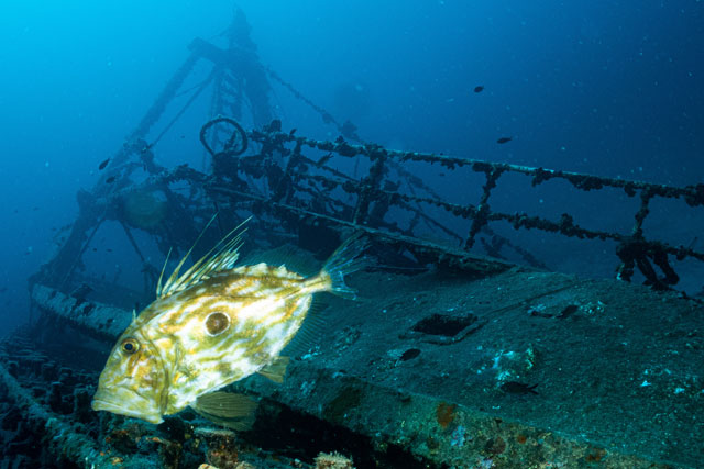 John Dory above the wreck of the Fortunal