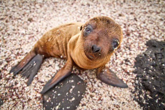 Baby Galapagos fur seal