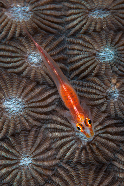 Ghost goby on coral