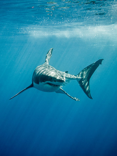 Great white shark dive
