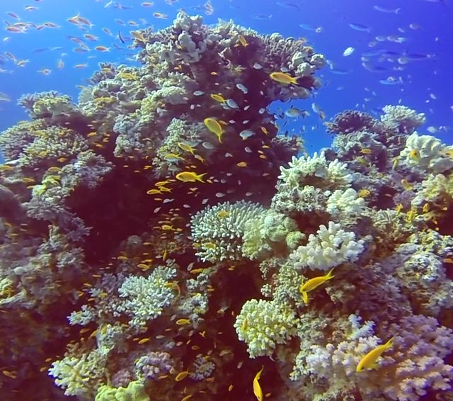 The beautiful Gamul Kebir Coral outcrops