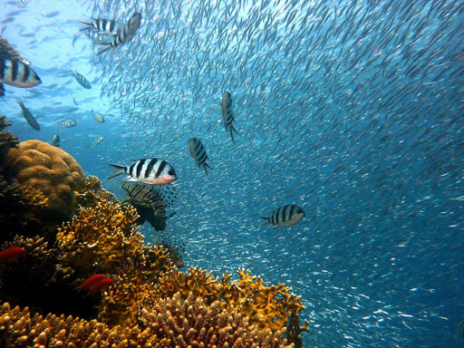 Coral Reef fish