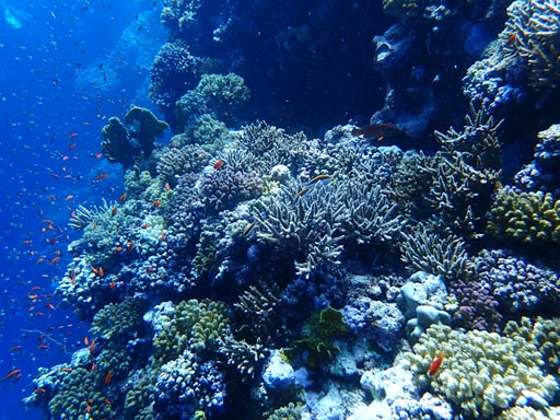 St Johns coral, Red Sea