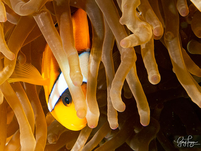 Red Sea clownfish in its anemone