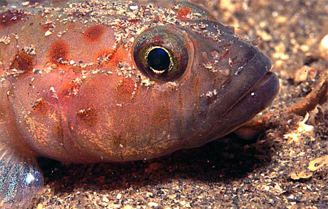 Leopard spotted goby head