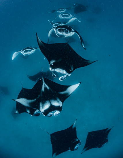 Manta rays at Hanifaru Bay