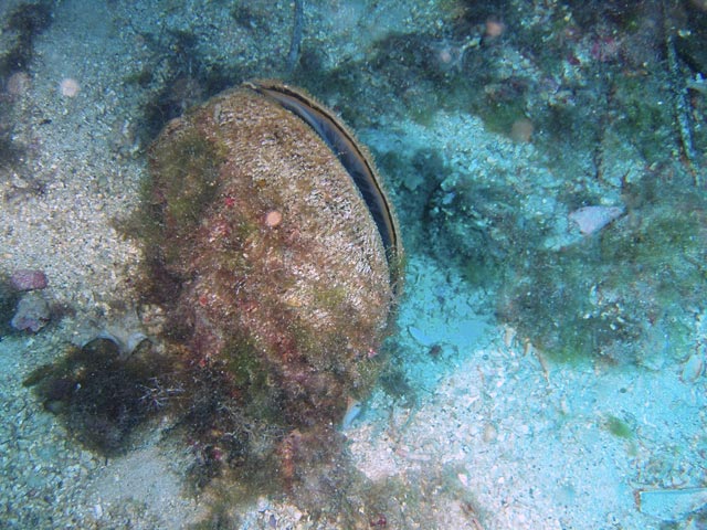 Pinna nobilis - giant mussel in the Mediterranean