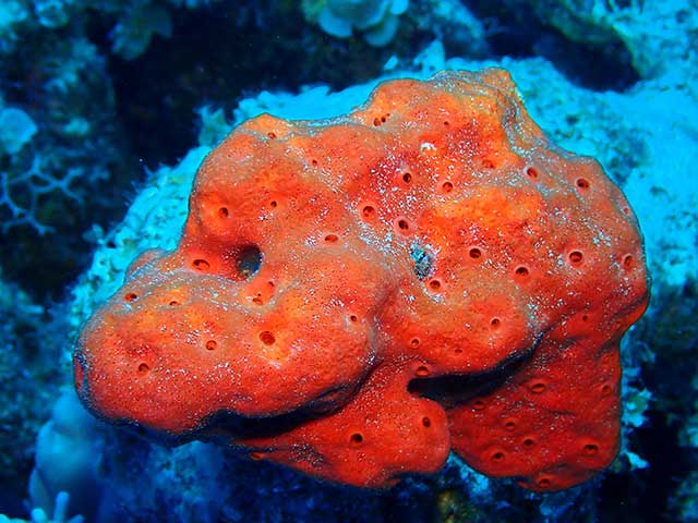 Red boring sponge, Dahab