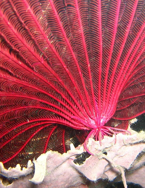 Red feather star anchored