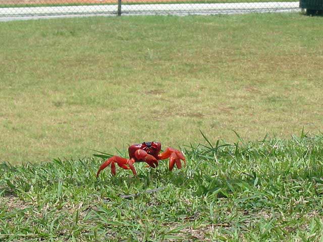 Red Crab on Christmas island