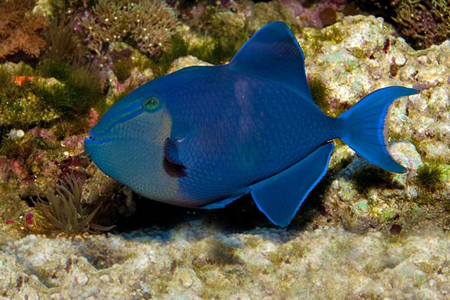 RedTooth Triggerfish