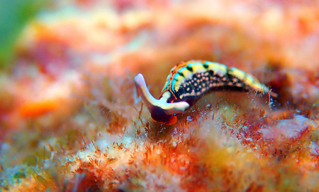 Sacoglossan Sea Slug