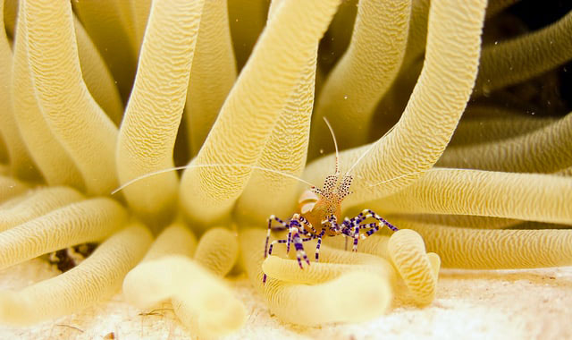Cleaner shrimp in anemone