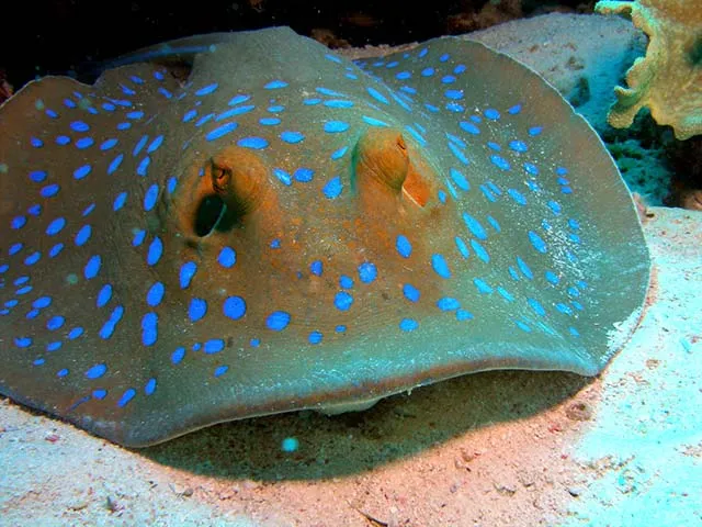 Bluespotted fantail ray
