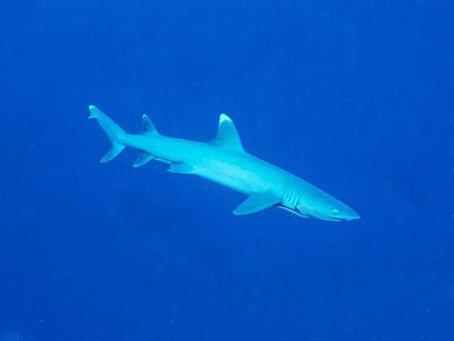 White tip reef shark by Tim Nicholson of SCUBA Travel