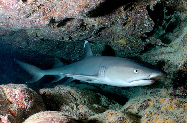 Whitetip Reef Shark, public domain