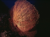 Sea Fan coral, Sha'ab Muksure