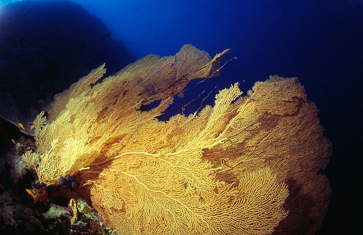 Fan Coral on Dungus Reef