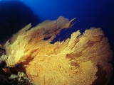 Sea Fan coral, Dungus Reef