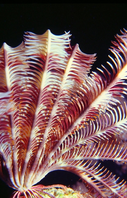Feather star