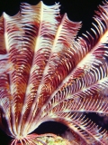 Feather star, Red Sea