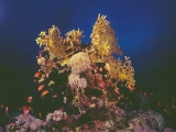 Fire coral, Abu Dabbab