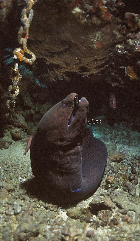 Moray Eel being cleaned by wrasse