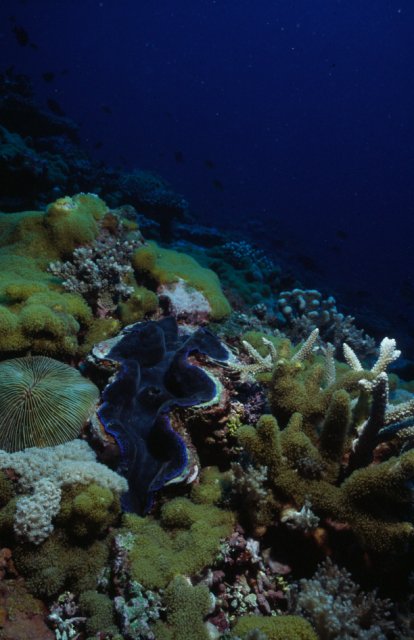 Giant clam, Tridacna gigas taken on Lady Elliot Island, Australia