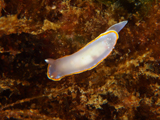 Felimida purpurea nudibranch, Pedra Grande, Azores by Tim Nicholson